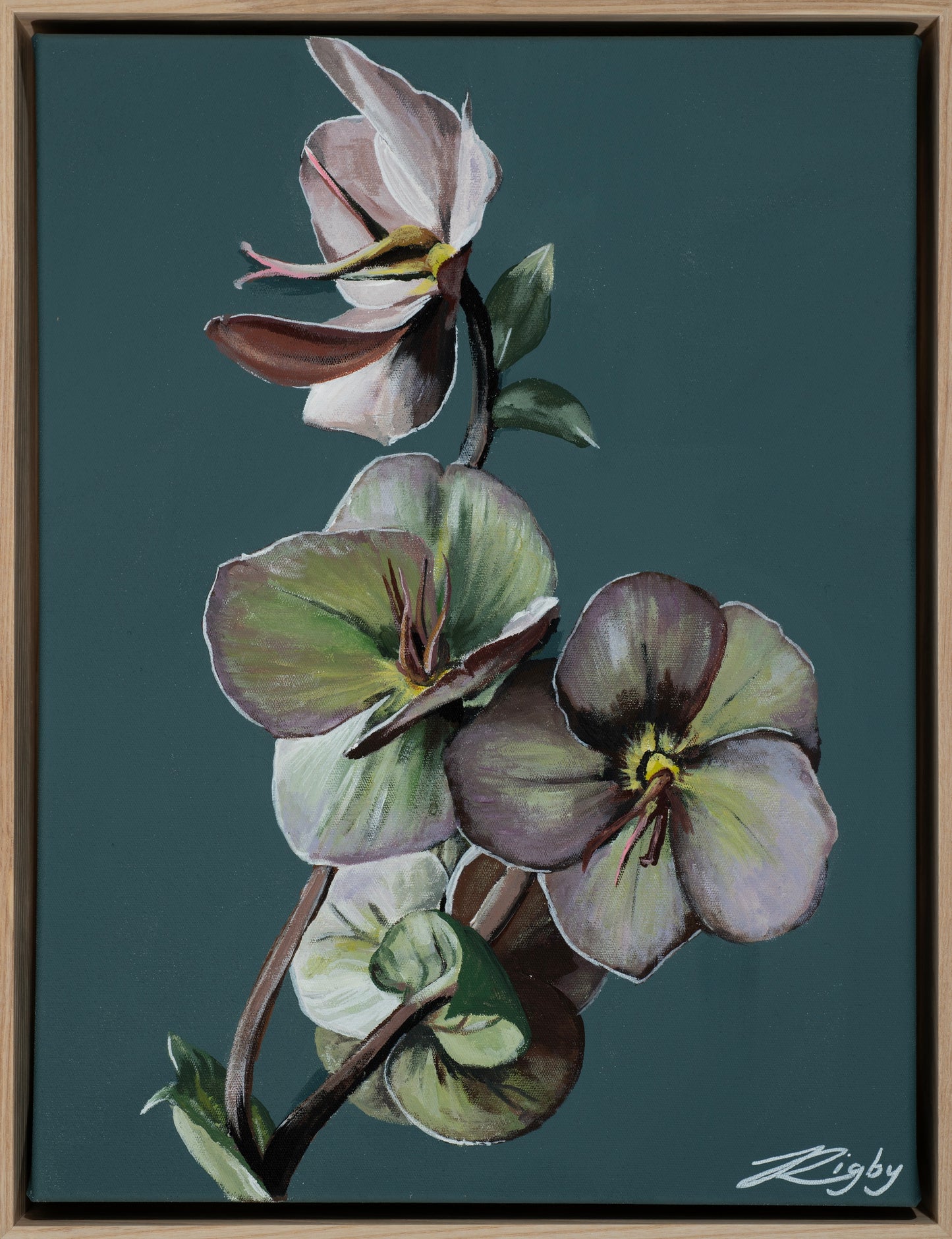 ELLEBORUM CAERULEUM ALTUS - Open Edition Print on Canvas