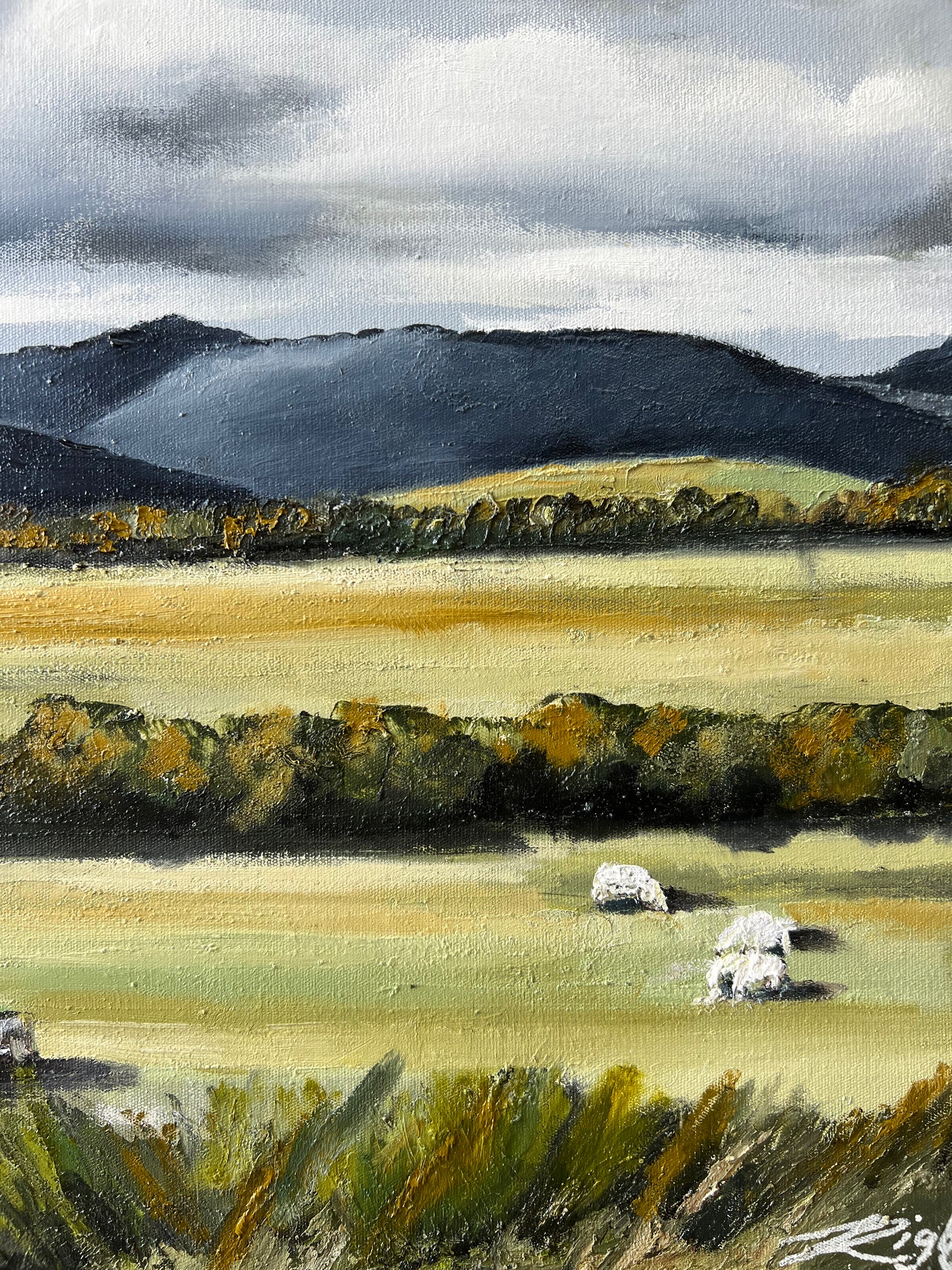 Gruyere - 43cm x 53cm